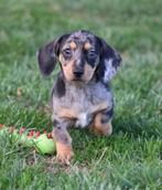 Teckel pup Merle korthaar, Dieren en Toebehoren, Honden | Teckels en Dashonden, België, CDV (hondenziekte), 8 tot 15 weken, Korthaar