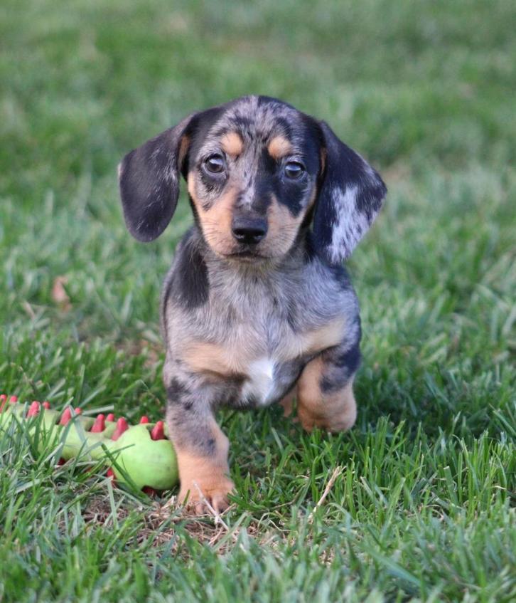 Teckel pup Merle korthaar, Dieren en Toebehoren, Honden | Teckels en Dashonden, Teef, Korthaar, Dwerg, Fokker | Professioneel