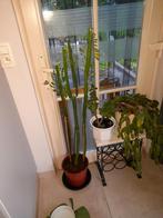 Grote cactus te koop, Maison & Meubles, Plantes d'intérieur, Enlèvement ou Envoi