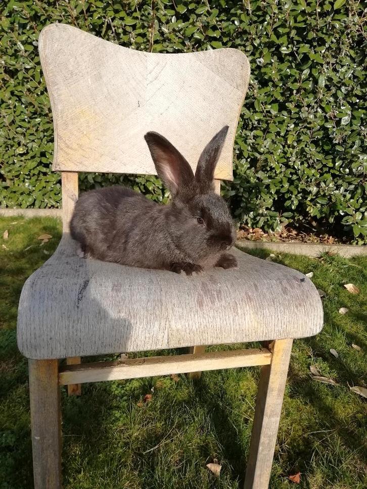 Duitse reuzen raszuivere konijnen, Dieren en Toebehoren, Konijnen