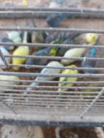 Grasparkietrn, Dieren en Toebehoren, Meerdere dieren, Parkiet