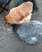 Cochin kriel, hennen, Dieren en Toebehoren, Pluimvee, Vrouwelijk, Kip