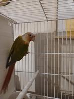 pyrrhura suncheek +dna, Dieren en Toebehoren