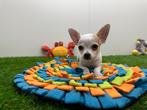 Chihuahua pups, België, 8 tot 15 weken, CDV (hondenziekte), Meerdere