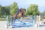 SPOED GEZOCHT springpaarden van 3 tot 13 jr, Dieren en Toebehoren, Paarden, Springpaard, Ruin, L, 7 tot 10 jaar