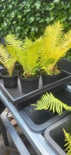Driopteris Felix Mas / Mannetjesvaren, Ophalen, Varens