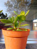 Crassula vetplantje, Enlèvement