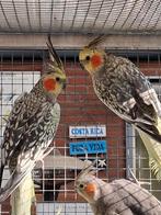 Te koop Valkparkieten opaline en zuiver wildkleur, Dieren en Toebehoren
