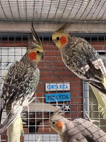 Te koop Valkparkieten opaline en zuiver wildkleur beschikbaar voor biedingen