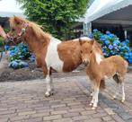 Merrie met veulen, Dieren en Toebehoren, Meerdere dieren, A pony (tot 1.17m)