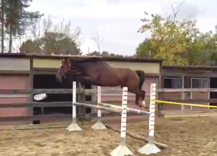 6 jarige merrie, Dieren en Toebehoren, Paarden, Merrie, Zadelmak, 165 tot 170 cm, 3 tot 6 jaar, Springpaard, Met stamboom, Gechipt