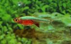 Hobbyaquarium sundadanio axelrodi / rasbora  neon blue, Vis, Zoetwatervis, Schoolvis