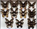 11 verschillende vormen van Papilio agenor in PAPILLOT, Animaux & Accessoires, Insectes & Araignées