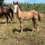 Uniek Amber champagne overo dun merrie aqha en apha papier, Dieren en Toebehoren, Merrie