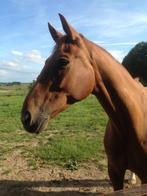 Help mijn paard uit de nood, Dieren en Toebehoren, Paarden, Gechipt, Ruin, Dressuurpaard, 170 tot 175 cm