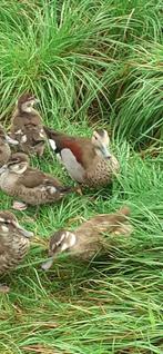 Roodschoudertalingen 2024, Dieren en Toebehoren, Meerdere dieren, Eend