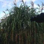 Miscanthus giganteus.(Olifantsgras), Ophalen, Vaste plant, Siergrassen