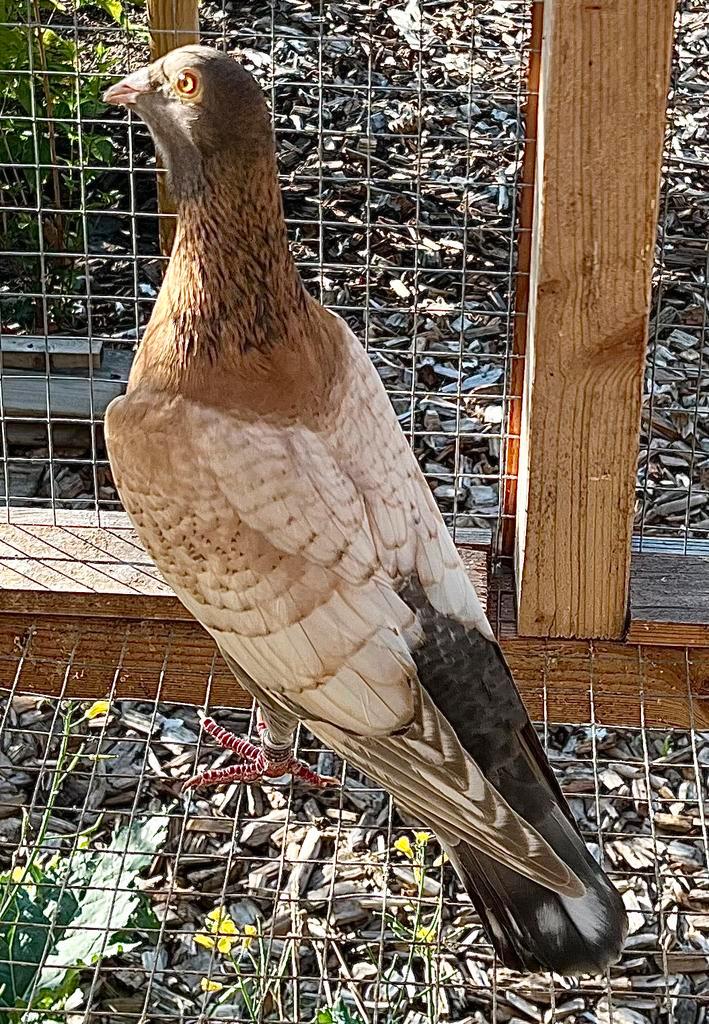 Koppel kleurpostduiven, Dieren en Toebehoren, Vogels | Duiven, Postduif, Meerdere dieren