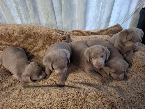 Zilveren labrador pups