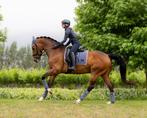 LeMieux Loire dressuur dekje Jay Blue full SUMMER SALE -35%!, Dieren en Toebehoren, Ophalen of Verzenden, Nieuw, Dekje