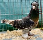 Takla Tumbler Pigeons, Animaux & Accessoires, Oiseaux | Pigeons