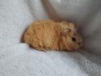 Ch Teddy cavia zeugje te koop, Dieren en Toebehoren, Knaagdieren, Vrouwelijk, Cavia