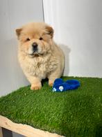 Chow Chow pups, Dieren en Toebehoren, Honden | Poolhonden, Keeshonden en Oertypen, CDV (hondenziekte), Meerdere, 8 tot 15 weken