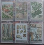 Liebig "de teelt van den zijdeworm", Verzamelen, Foto's en Prenten, Ophalen of Verzenden, Zo goed als nieuw, Dier, Prent