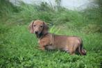 Dwerg teckel pups kies hier uw favoriete kleurtje 💙🧡🤎 🖤, Dieren en Toebehoren, België, 8 tot 15 weken, Korthaar, Dwerg