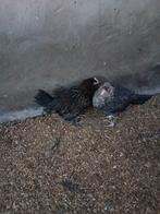 Halfwas kuikens, Dieren en Toebehoren, Geslacht onbekend, Kip