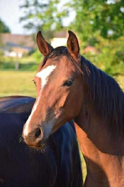 Jument de 2 ans par Sir Donnerhall x Romanov, Animaux & Accessoires, Chevaux, Jument, Non dressé, 165 à 170 cm, 0 à 2 ans, Cheval de dressage