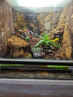 Terrarium/ paludarium met 2 rouw gekko's, Animaux & Accessoires, Reptiles & Amphibiens, Avec terrarium, Lézard, 0 à 2 ans
