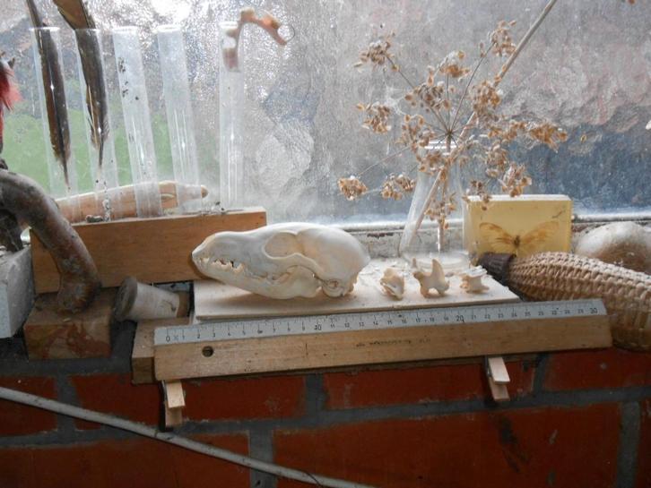 vossenschedel, Collections, Collections Animaux, Comme neuf, Crâne, Animal sauvage, Enlèvement ou Envoi