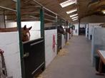 Boxes "all in" pour chevaux à louer dans écurie privée BWal., Animaux & Accessoires, Box & Pâturages, Mise à l'étable, 4 chevaux ou poneys ou plus