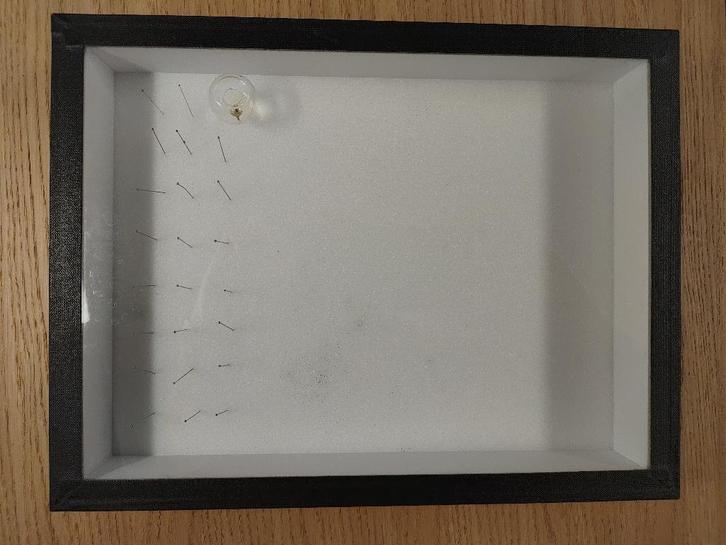 Boîte à insectes, Collections, Collections Animaux, Comme neuf, Autres types, Insecte, Enlèvement ou Envoi