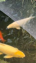 Koi Platinum ogon 50cm