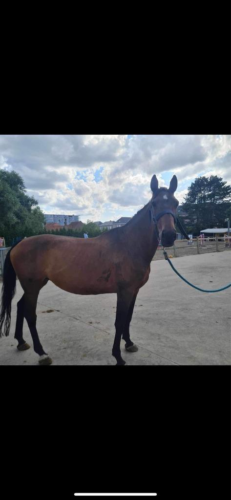 fokmerrie Verdi x Ahorn z, Animaux & Accessoires, Chevaux, Jument, Z, 165 à 170 cm, 11 ans ou plus, Cheval de saut, Avec pedigree