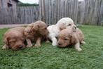 Prachtige Labradoodle pups (beide ouders labradoodle), Dieren en Toebehoren, België, Overige rassen, CDV (hondenziekte), 8 tot 15 weken