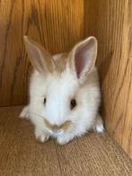 Jonge witte konijntjes   met beige crème vlekken konijne, Animaux & Accessoires, Lapins, Grand, Plusieurs animaux, 0 à 2 ans