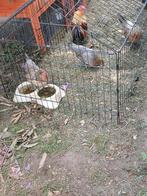 Broedeieren belgische kriel, Dieren en Toebehoren, Pluimvee