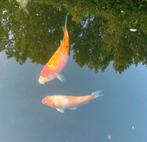2 Koi te koop (ongeveer 25cm), Dieren en Toebehoren, Karper of Koi