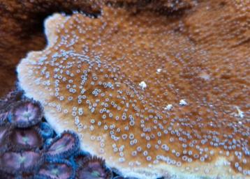 Corail Montipora capricornis & hodgsoni aux polypes blancs  disponible aux enchères