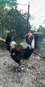 Mooie haan die een nieuwe thuis zoekt, Dieren en Toebehoren