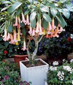 Brugmansia planten wit, geel of roze, Tuin en Terras, Planten | Tuinplanten, Ophalen
