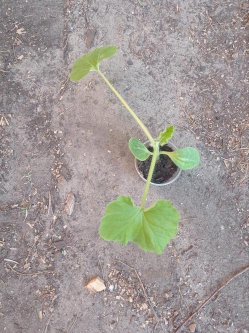 Golden Marbre | patisson planten, Tuin en Terras, Planten | Tuinplanten, Ophalen