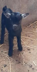 "Super tam lammetje", Dieren en Toebehoren, Geit, 0 tot 2 jaar