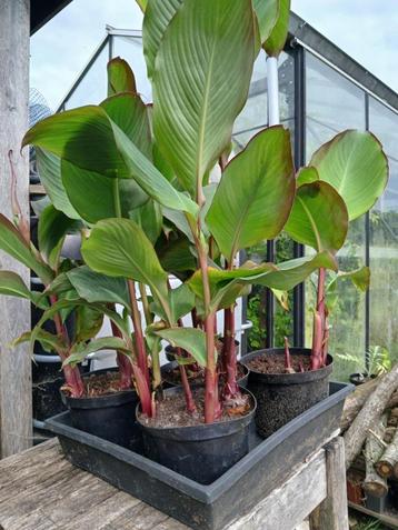 Canna edulis  - Incapijlwortel beschikbaar voor biedingen