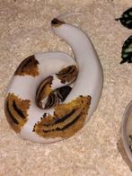 pastel yellow belly piebald 100% het desert ghost, Slang, 0 tot 2 jaar