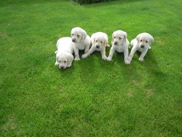 Blonde Labrador pups