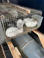 Konijnen van  5 weken 20€ stuk, Dieren en Toebehoren